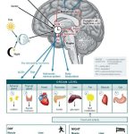 Light, Melatonin & Circadian Biology — The Complete Guide