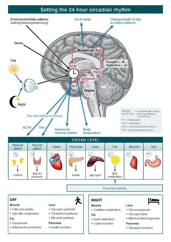 Light, Melatonin & Circadian Biology — The Complete Guide